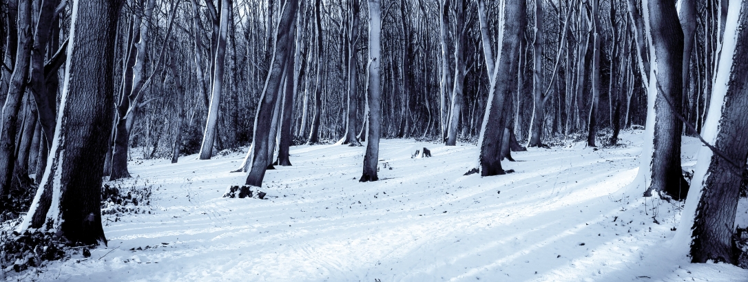 cold-snow-nature-forest.jpg